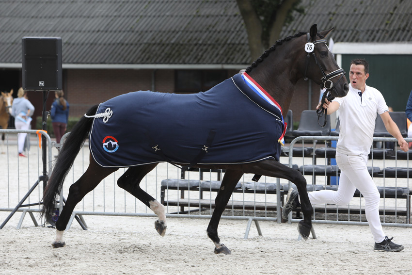 Home - NRPS - Nederlands Rijpaarden- En Ponystamboek